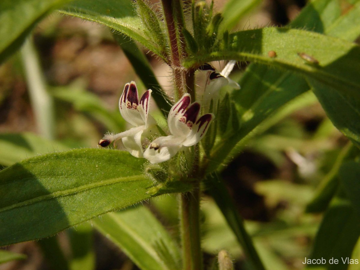 Andrographis echioides (L.) Nees